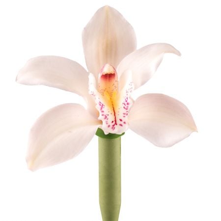 Орхидея белая поштучно