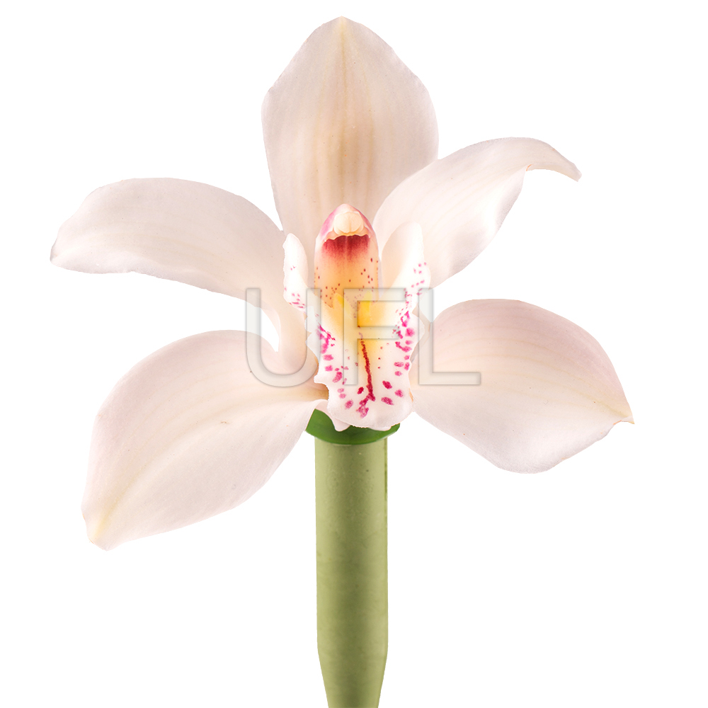 Орхидея белая поштучно Буча
