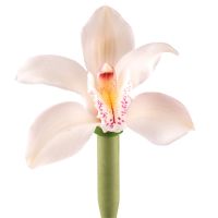 Орхідея біла поштучно