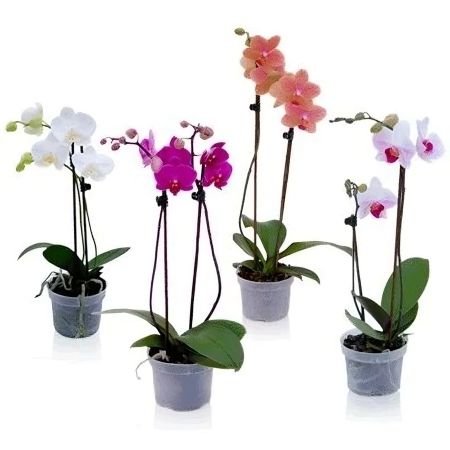 Orchid Phalaenopsis Dornburg