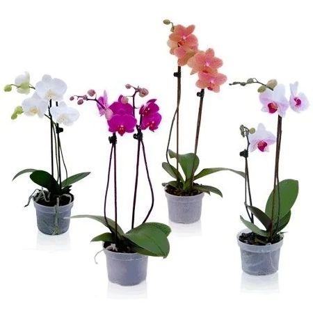 Orchid Phalaenopsis Brockel