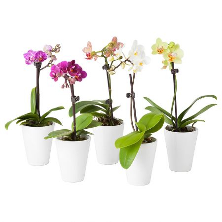 Orchid Phalaenopsis 1 stem Karaganda