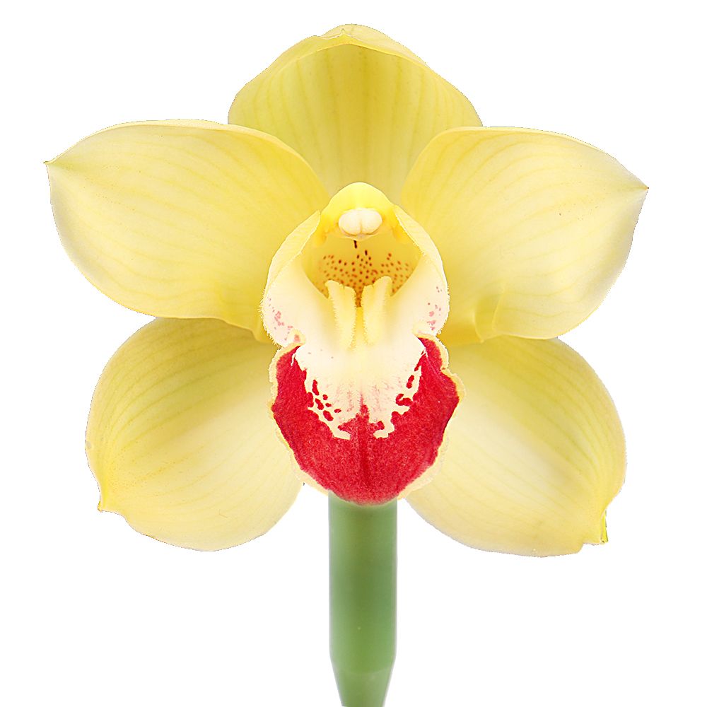 Орхидея желтая поштучно Мазейкяй