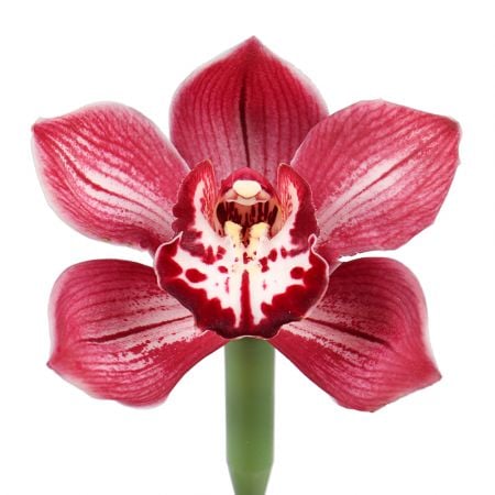 Орхидея красная поштучно Регенсдорф