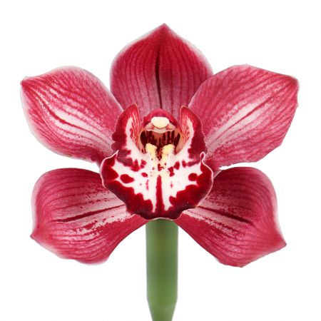 Orchid red piece Fiumefreddo di Sicilia