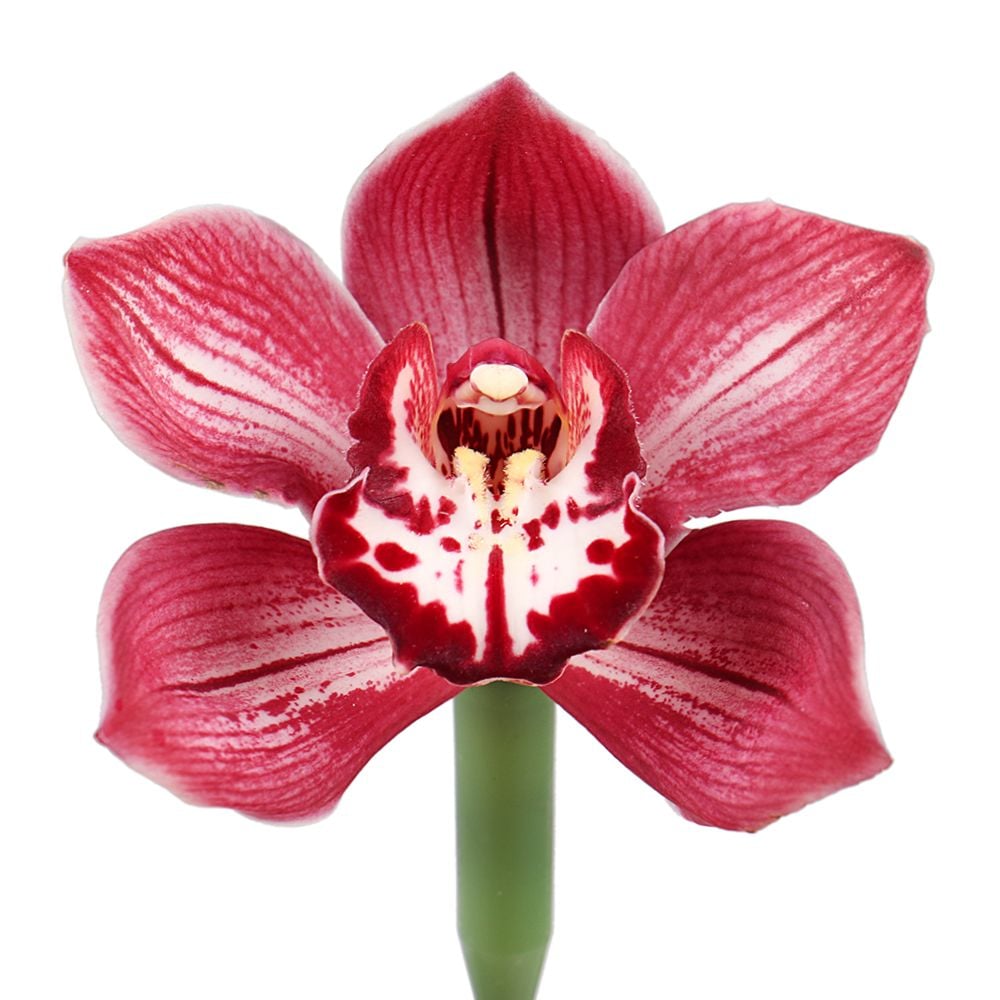 Орхидея красная поштучно Лимож