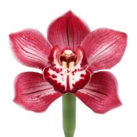 Орхидея красная поштучно