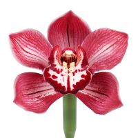 Orchid red piece DuPont