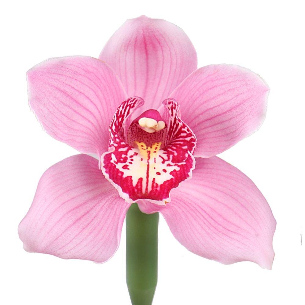 Орхидея розовая поштучно Габороне