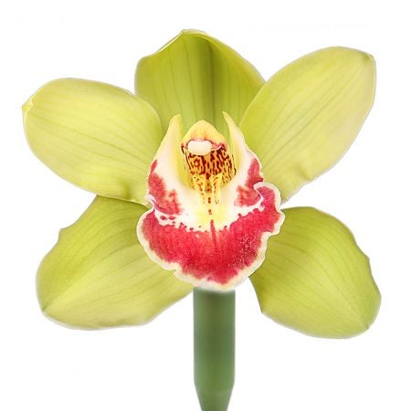 Орхидея салатовая поштучно