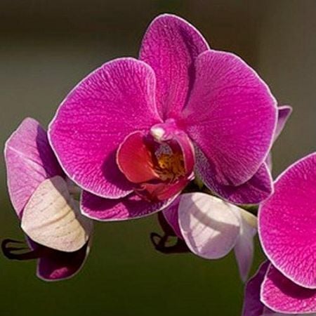 Орхидея Vivian Оксфорд
