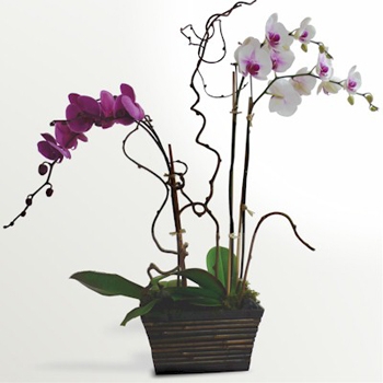 Орхидейная композиция Берёза