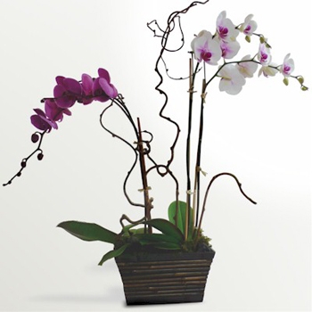  Bouquet Orchid Arrangement
													