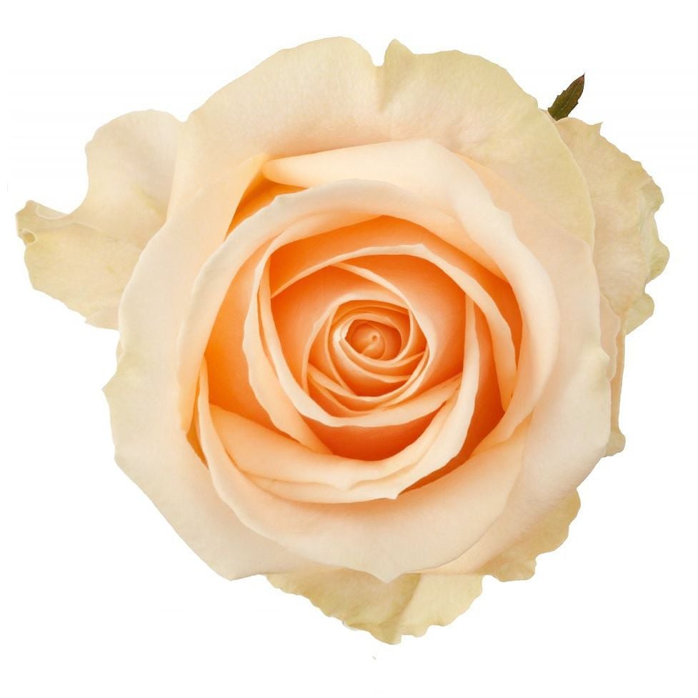 Peach rose per piece York (USA)