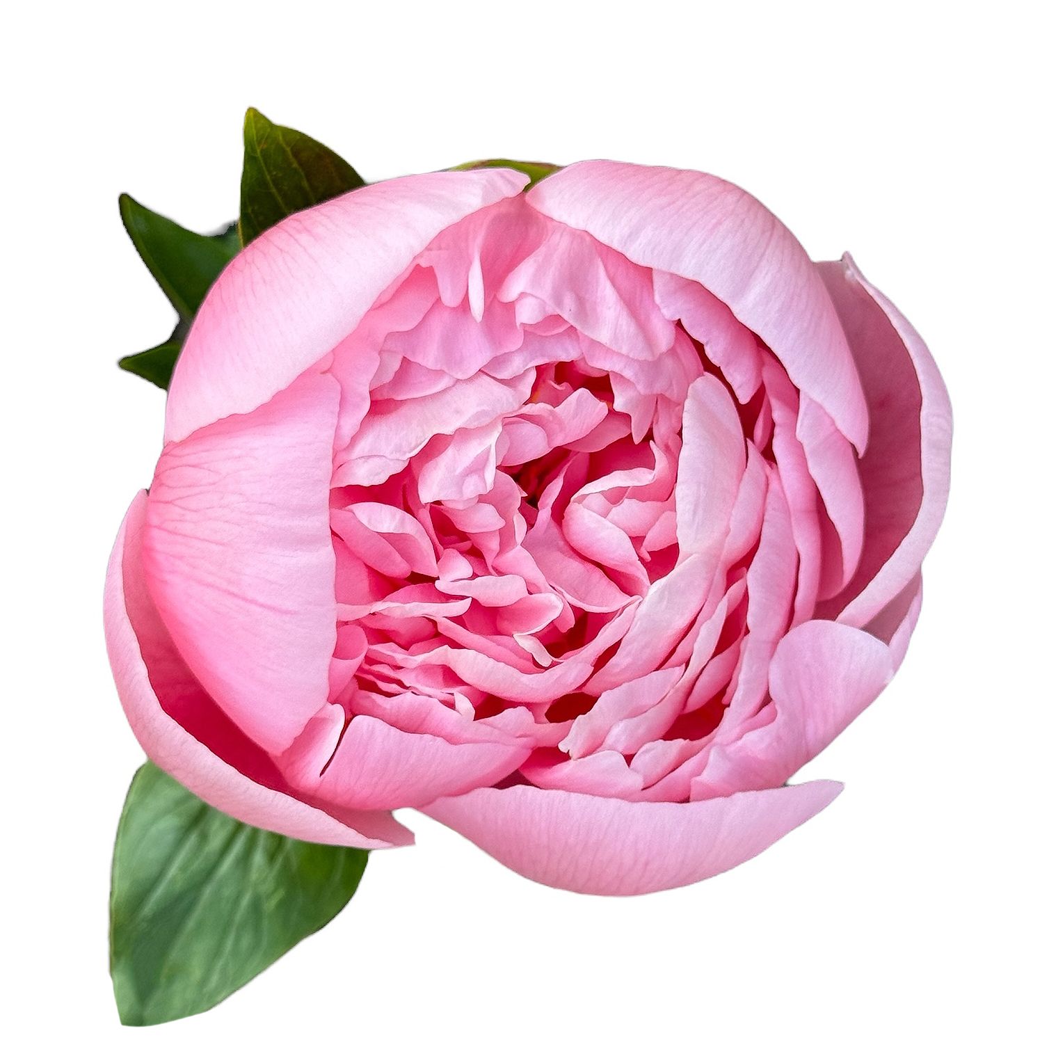 Peony Salmon Pink by piece Krolevec
