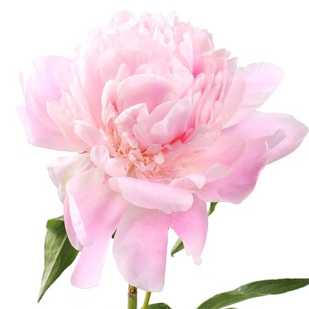 Peony is light pink by the piece Verona