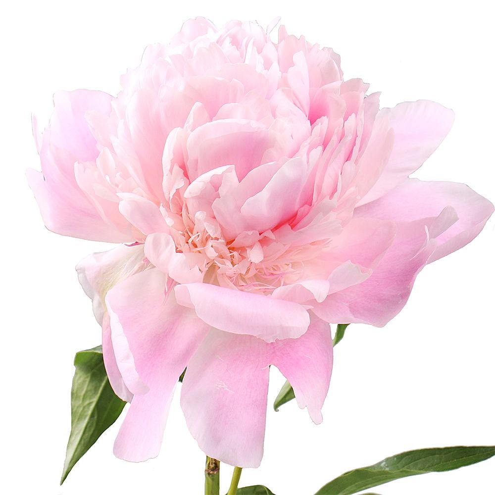 Peony is light pink by the piece Mbabane