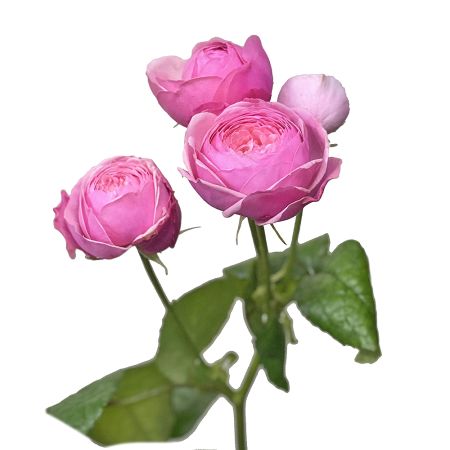 Пионовидная розовая роза поштучно Сопот