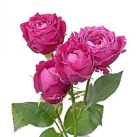 Пионовидная ярко-розовая роза поштучно