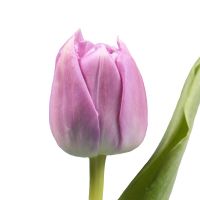 Pion-shaped tulip by the piece Borispol