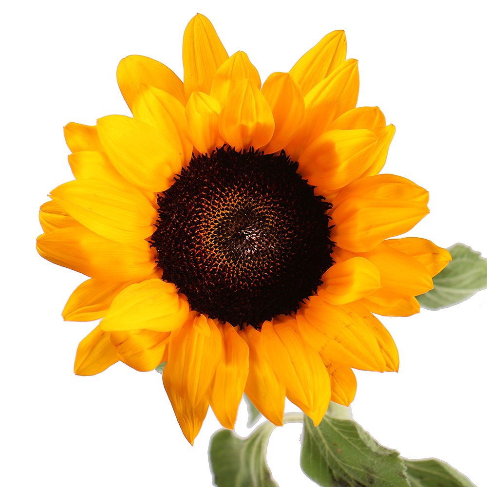 Sunflower by piece Lugansk