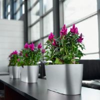 Popular plants for the office Habry