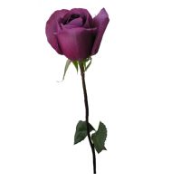 Поштучно фиолетовые розы