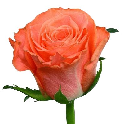 Coral roses by the piece 0 €