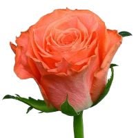 Коралловые розы  Алессандрия