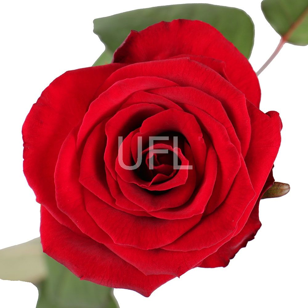 Pomo! Red roses by the piece Kiev