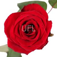 Букет Поштучно красные розы премиум 100 см