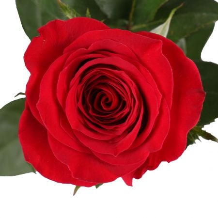Поштучно красные розы премиум 80 см Борисполь