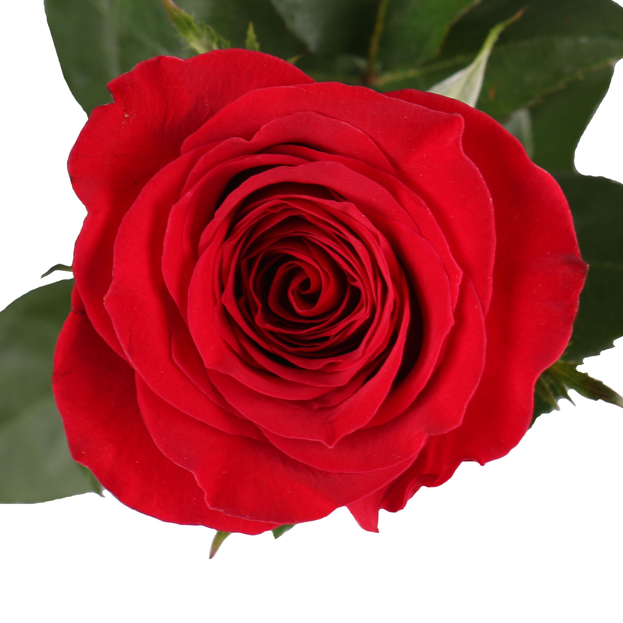 Поштучно красные розы премиум 80 см Бададжос