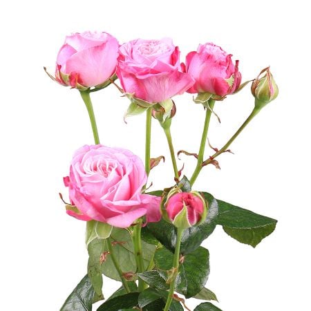 Поштучно кустовая роза Леди Бомбастик  Голуэй