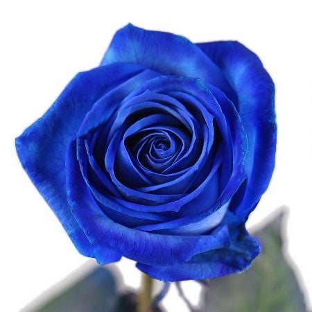 Blue roses by the piece