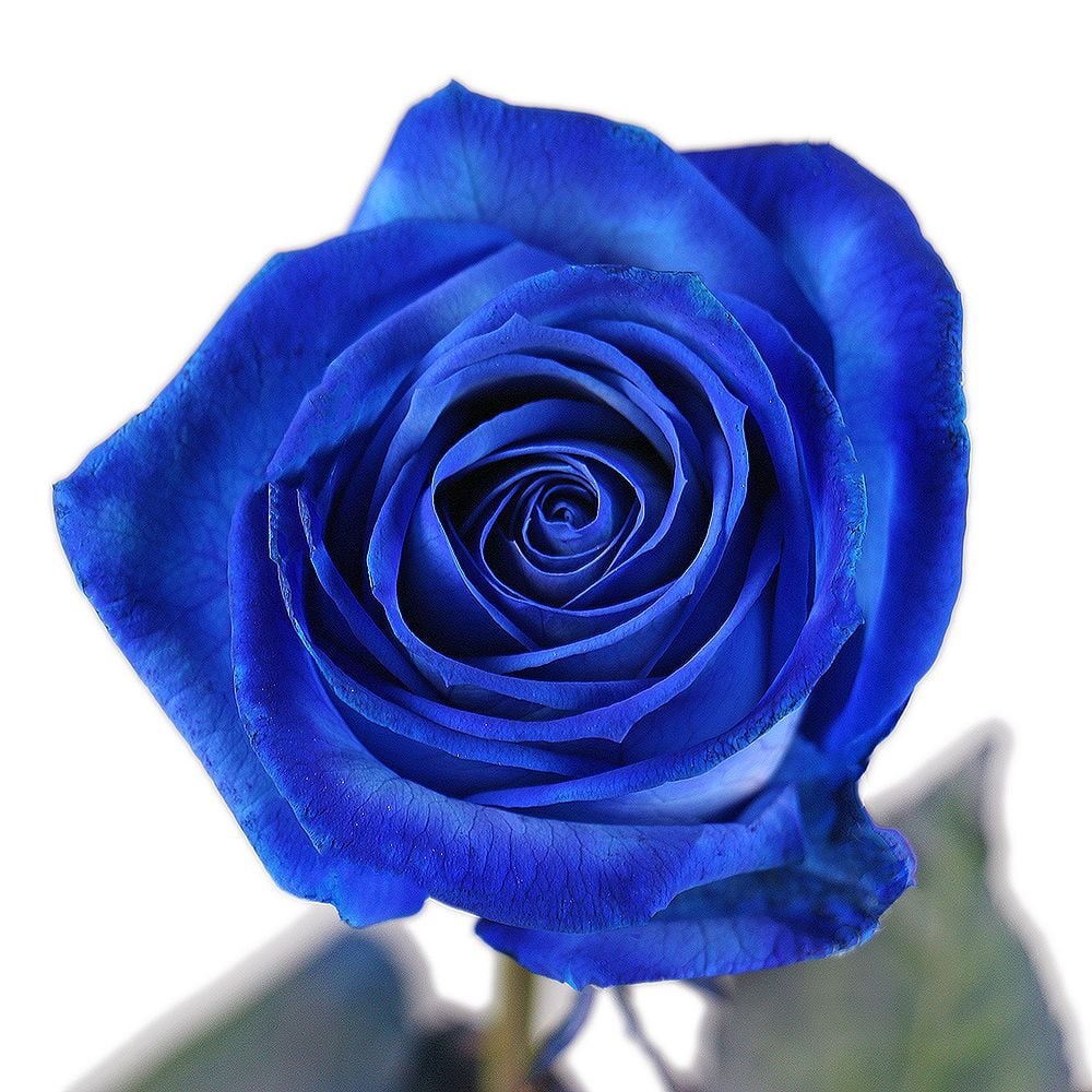 Blue roses by the piece York (USA)