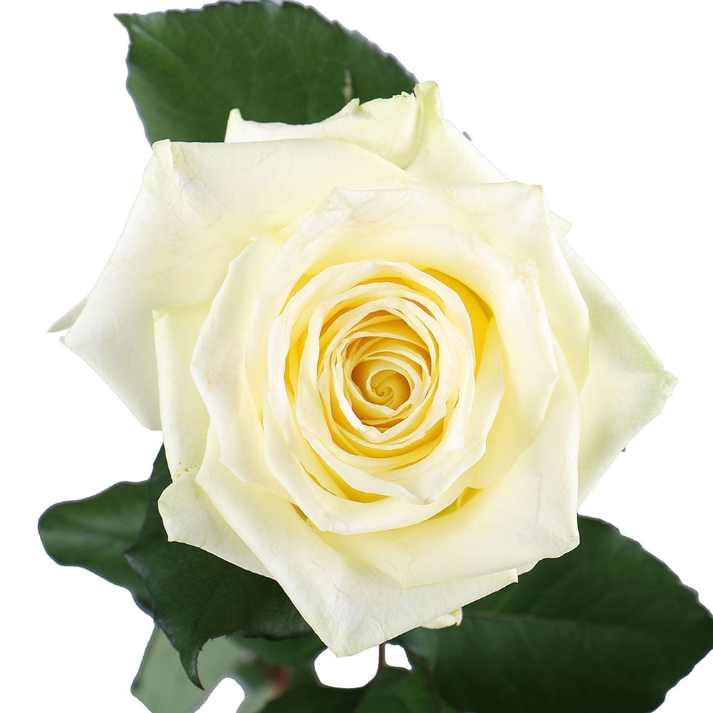Белые премиум розы поштучно Бибо