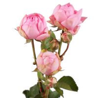 Розовые премиум кустовые розы поштучно