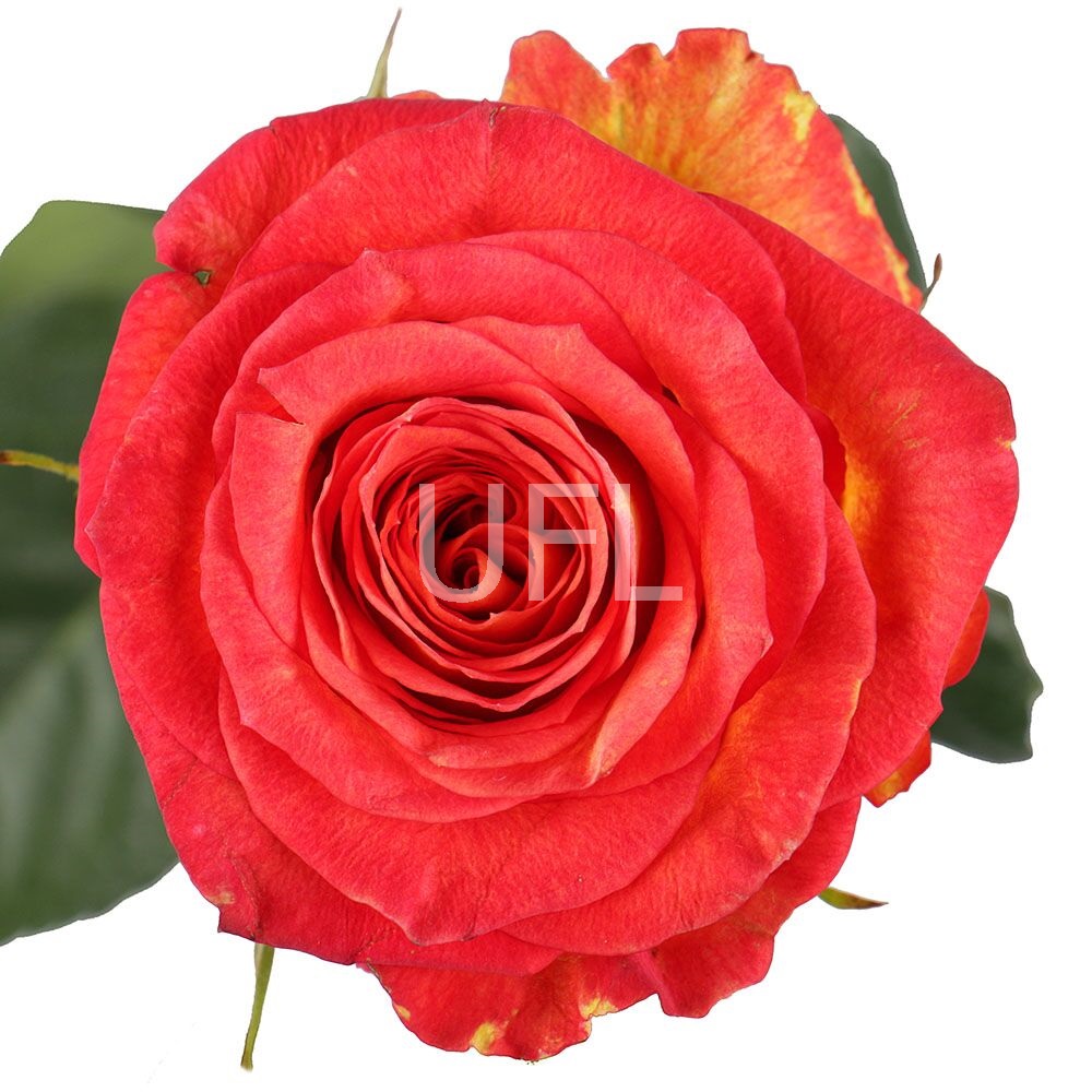 Красно-желтые премиум розы поштучно Гура-Кальвария