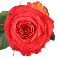 Red and yellow premium roses by the piece <!-- Minsk -->