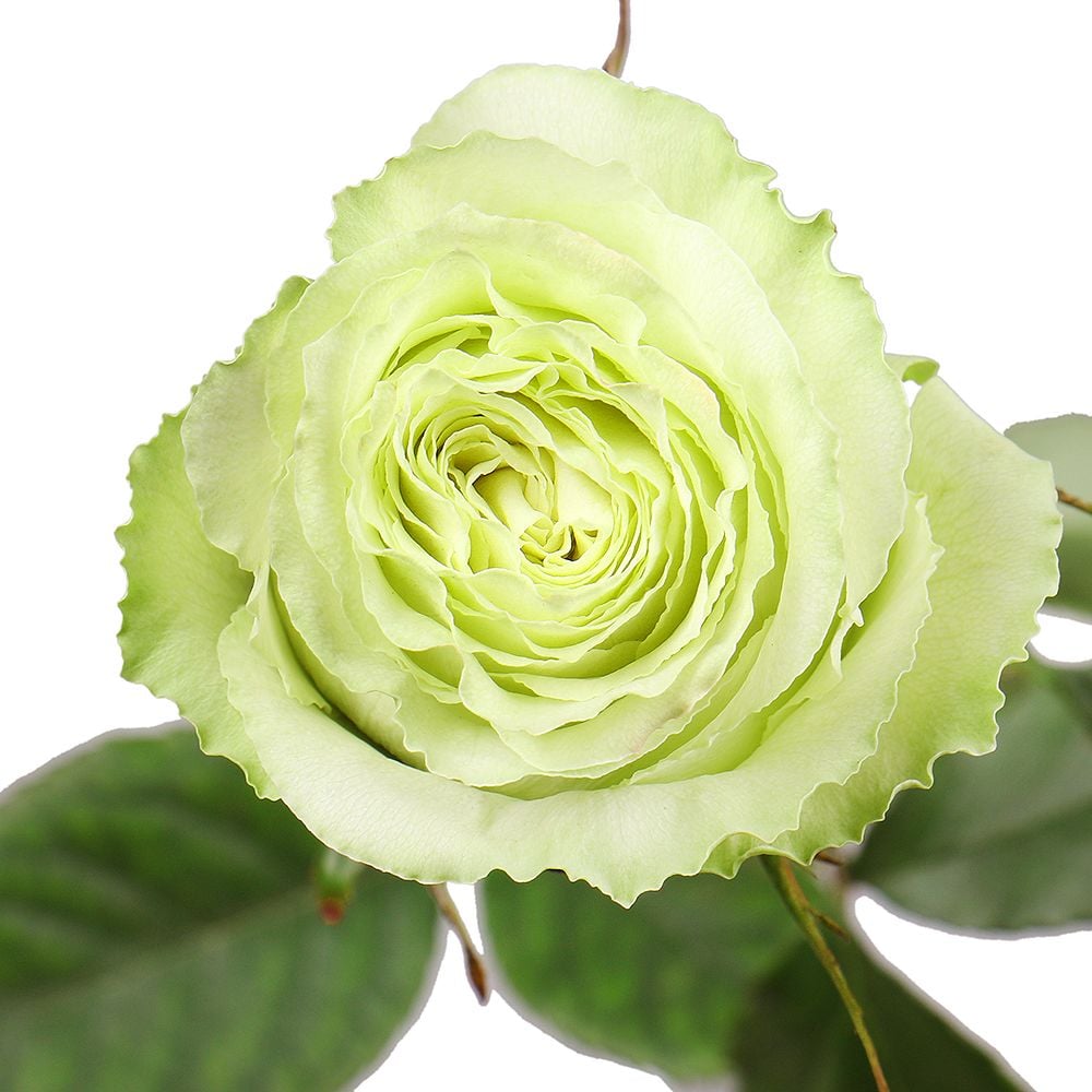Премиум роза Лимонад поштучно Вирджиния-Бич