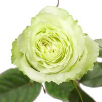 Премиум роза Лимонад поштучно