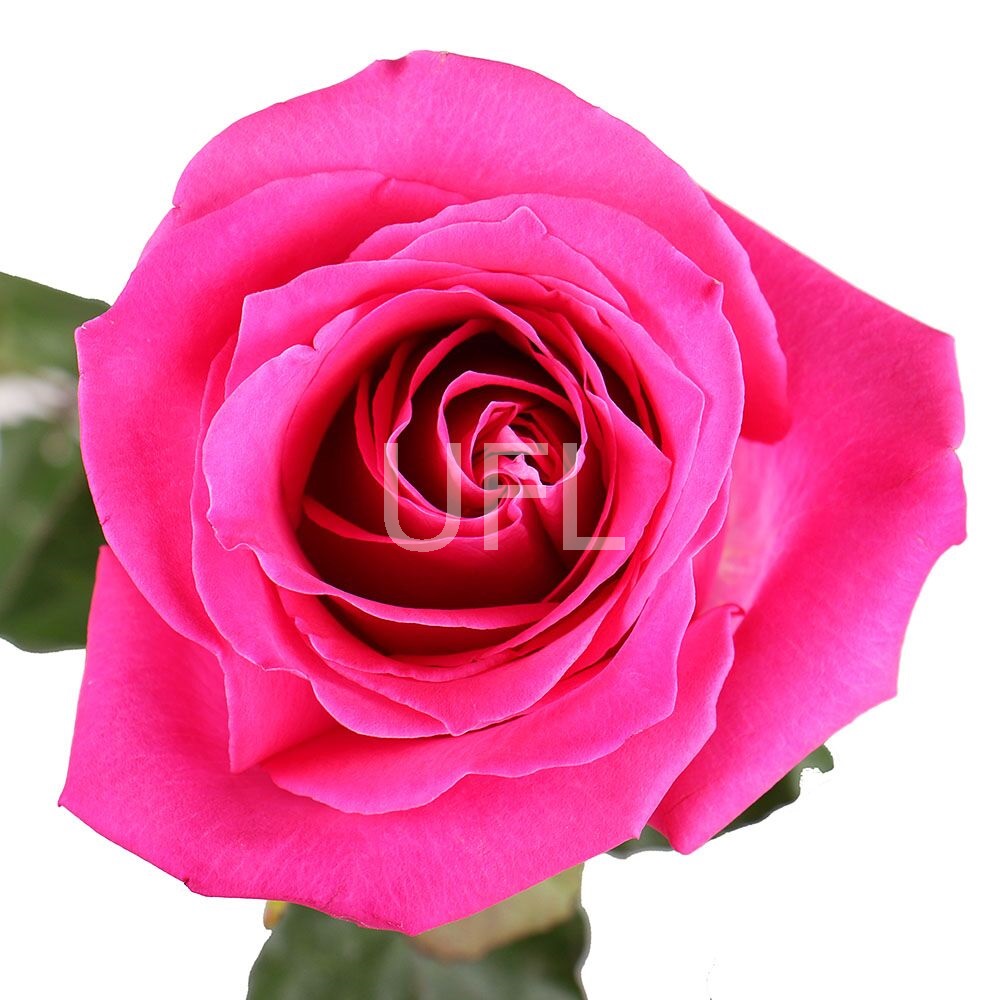 Розовые премиум розы поштучно Борнмут