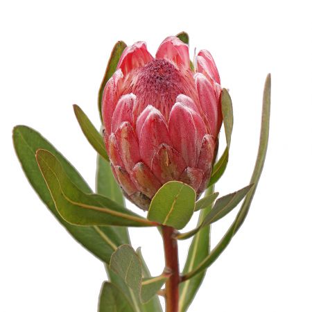 Protea by piece Vieques