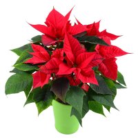 Bouquet of flowers Poinsettia
														