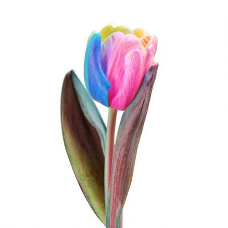 Радужный тюльпан поштучно Регенсдорф