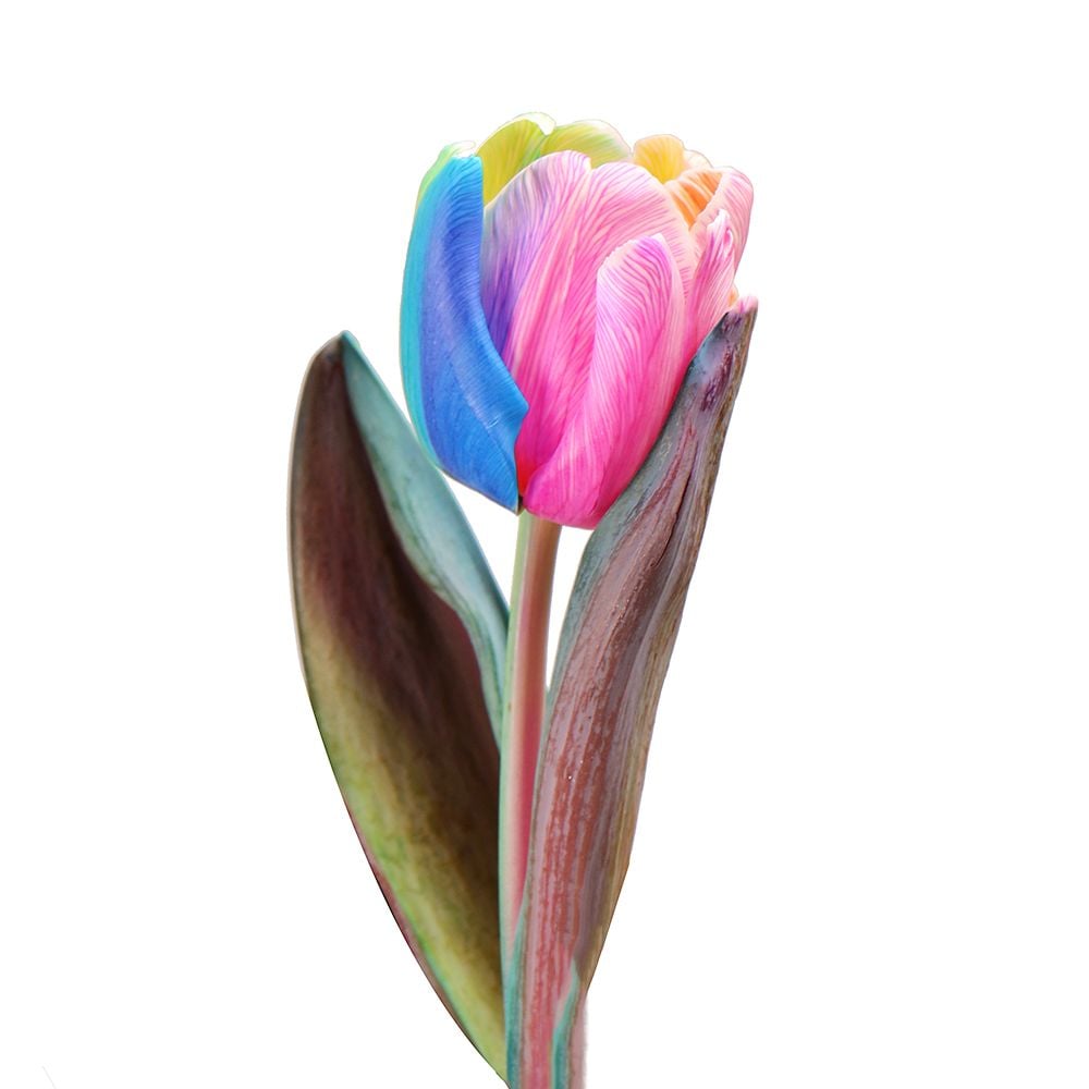 Радужный тюльпан поштучно Вирджиния-Бич