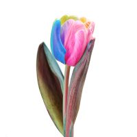 Радужный тюльпан поштучно Гринвиль