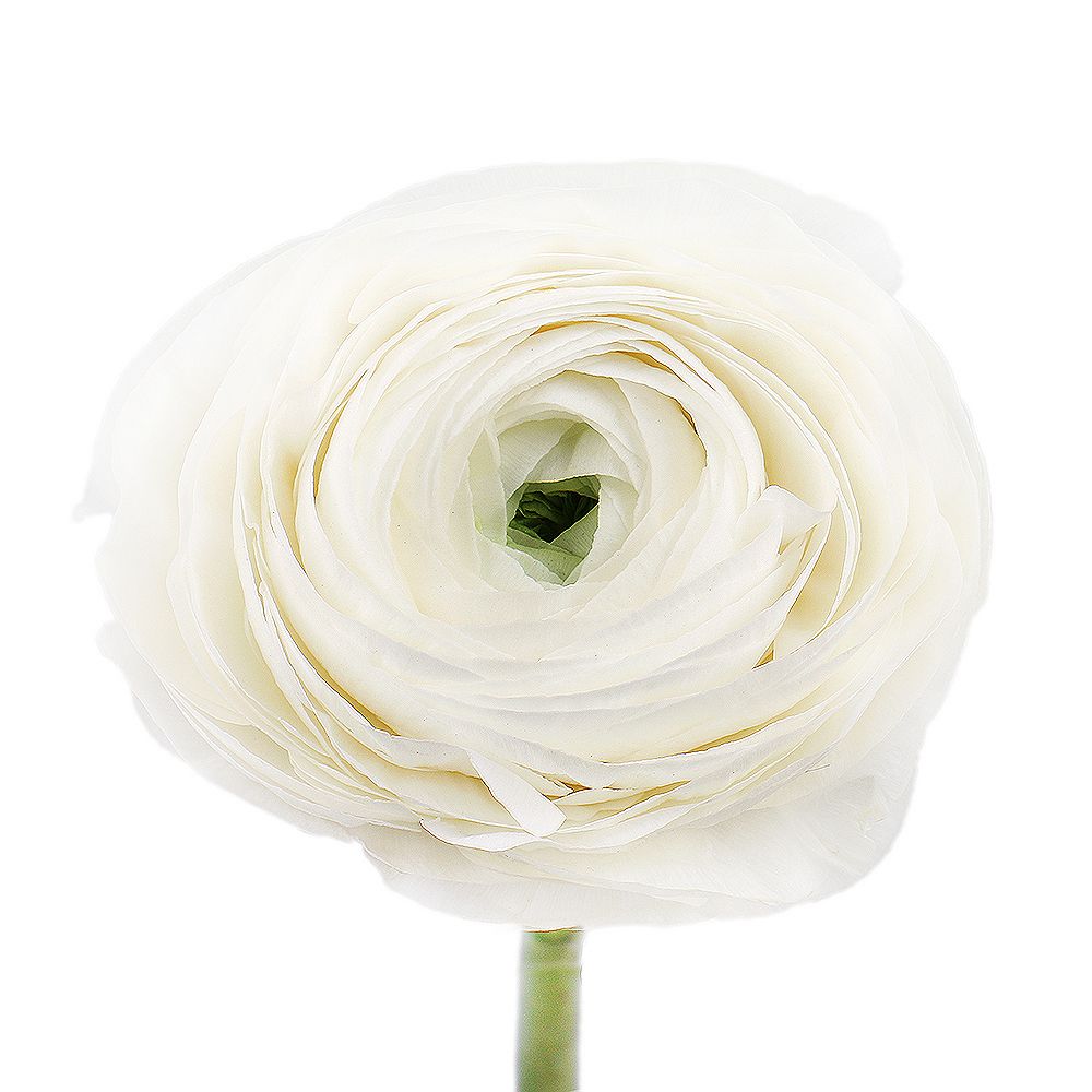 Ranunculus white by piece