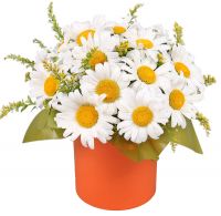 Daisies in a hat box